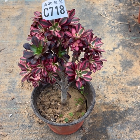 718香香母本有砍不包断枝