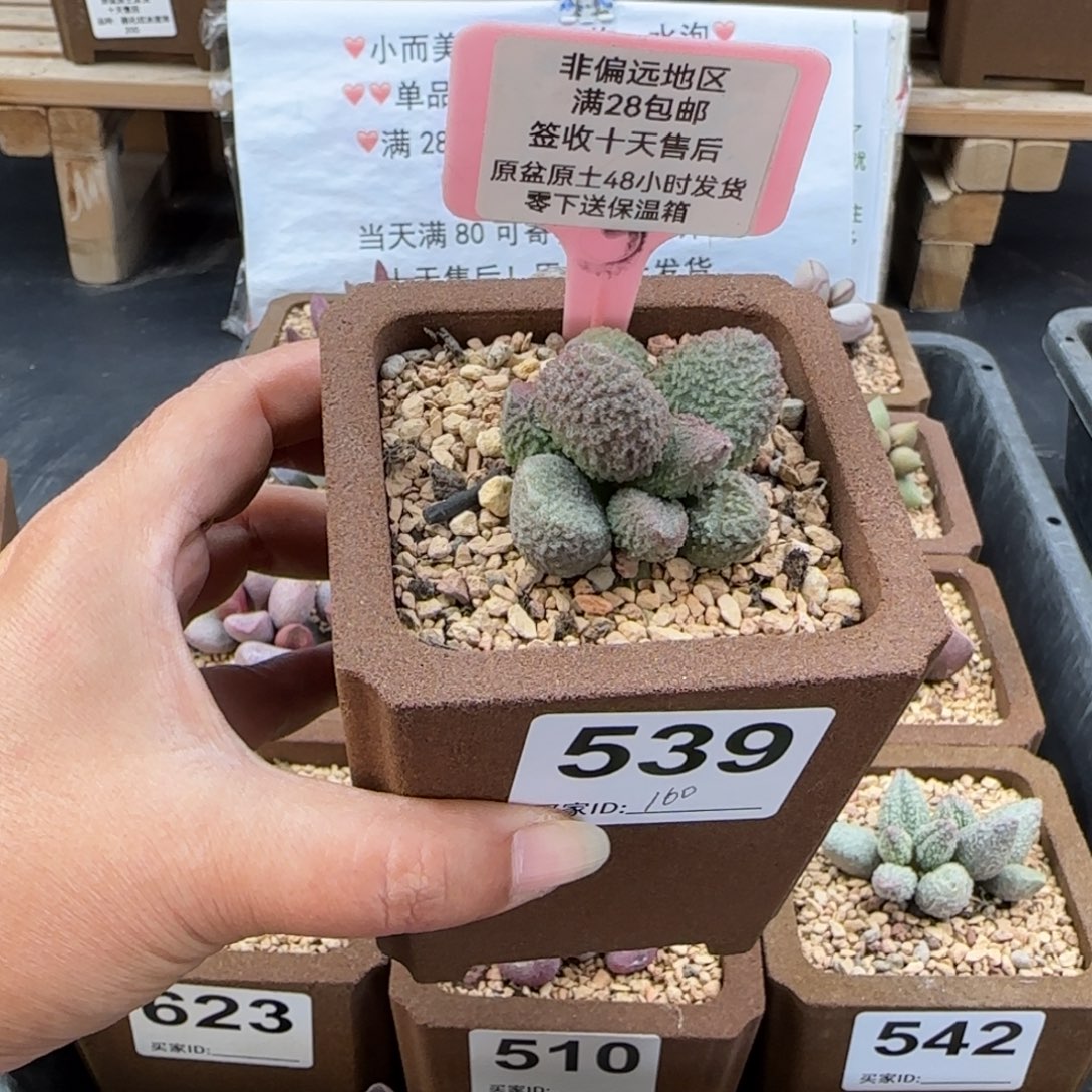 口***妹539实生多肉植物多肉