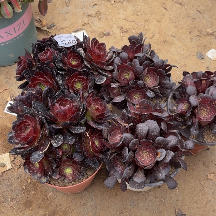 5颗多肉法师3140