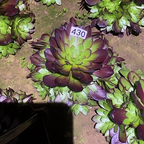 多肉植物法师430黑寡妇