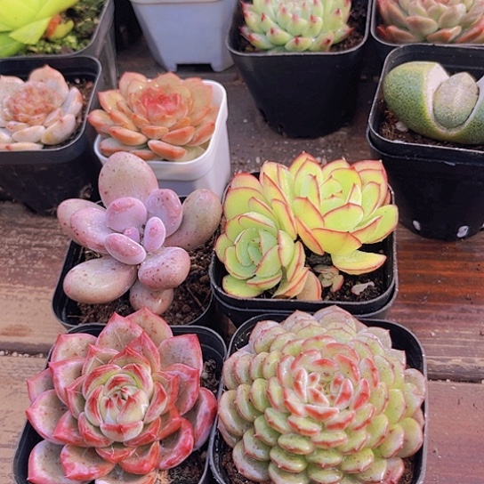 桃美人➕夜魔侠➕白胖子➕牡丹亭