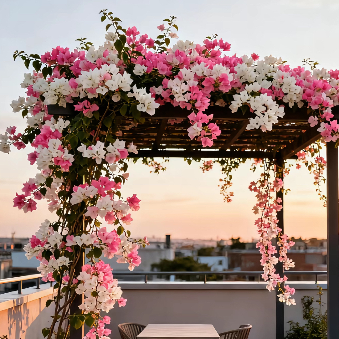 三角梅一物一拍勤花品种带陶瓷盆