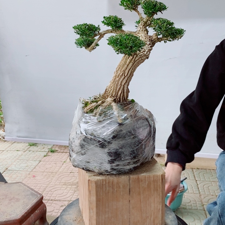 无花朵海*崴广东黄杨