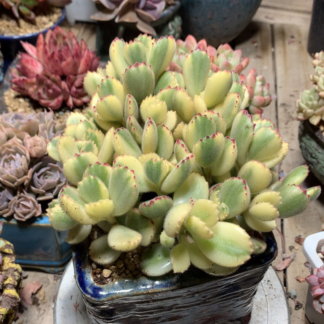 彩虹熊多肉植物weixinm