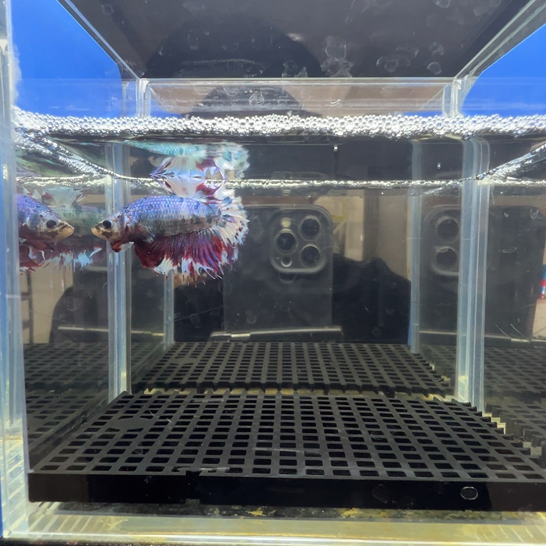 斗鱼阿浩泰斗7日48号