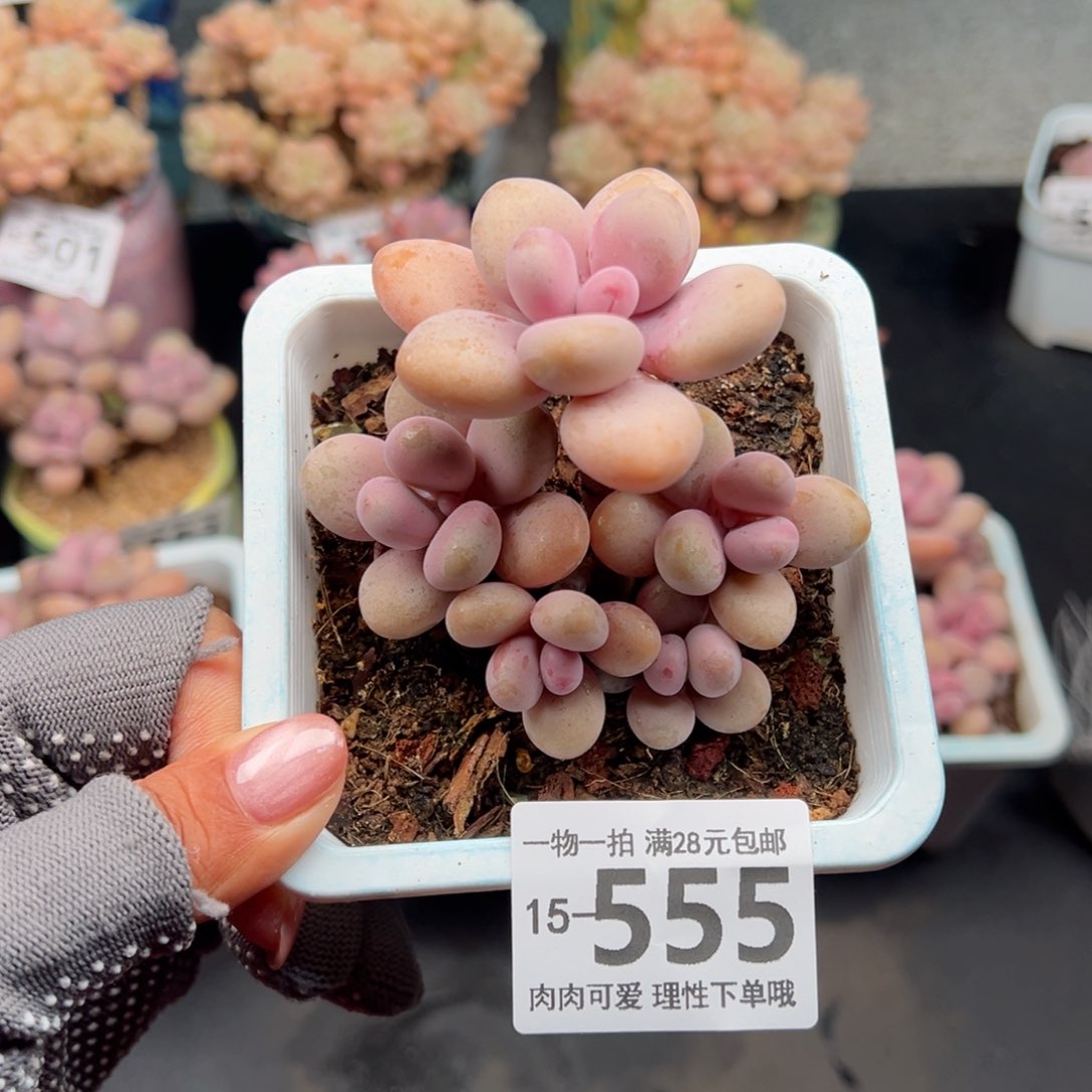 酱*桃蛋多肉多肉多肉多肉