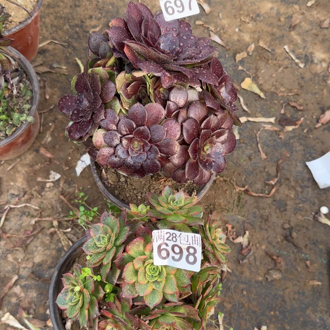 多肉697+698满28包邮断枝不包