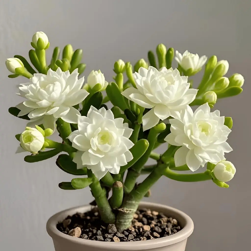 【四季开花】新品紫月寒多肉驱蚊四季开花重瓣大花浓香型花卉盆栽