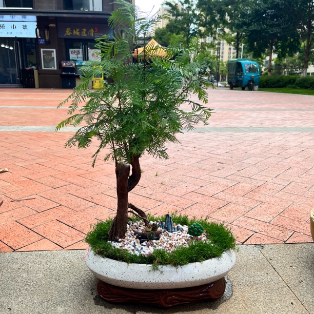 水杉盆栽室内茶室书房办公桌面好养四季常青观赏植物