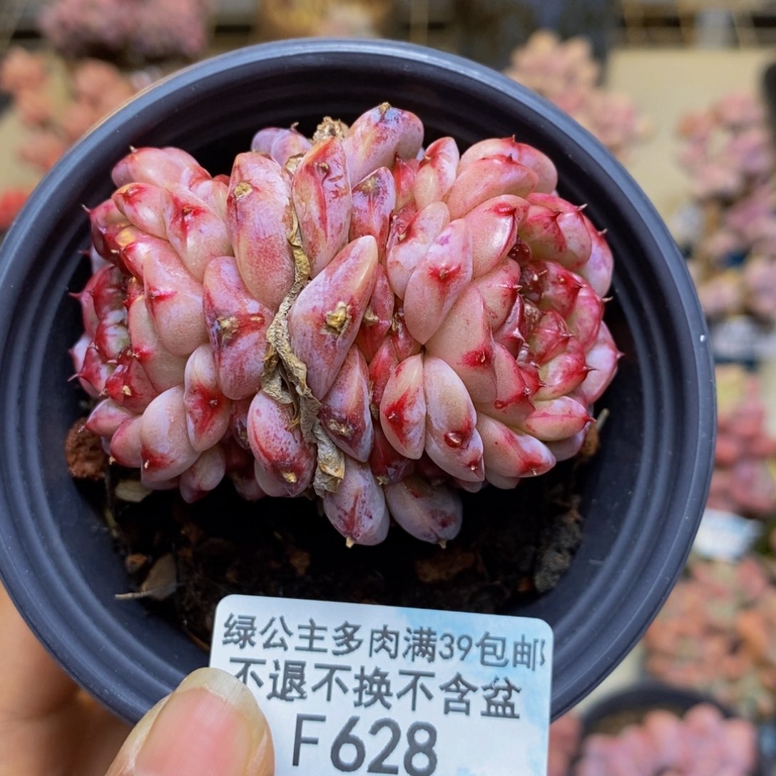 628天鹅绒多肉6c m