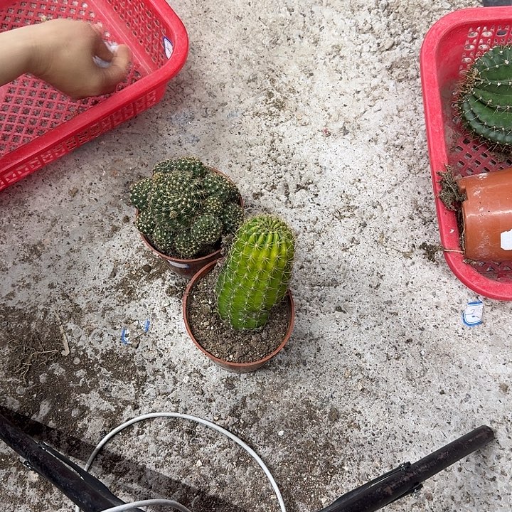 完***美无花朵丽花哈哈哈哈哈哈哈