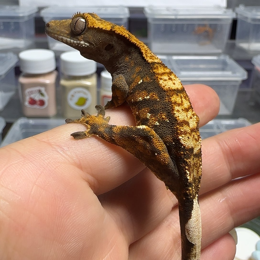 睫角守宫睫角守宫亚成