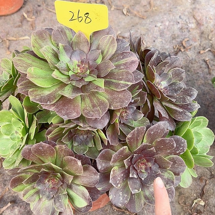 268一颗花月夜法师