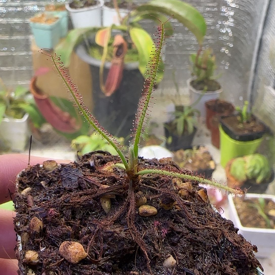 无花朵专拍螺旋茅膏菜