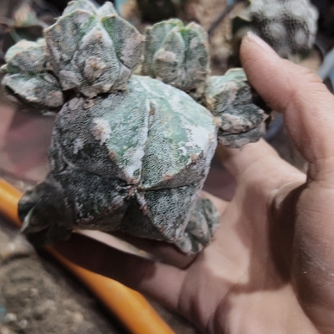 779处理嫁接仙人球