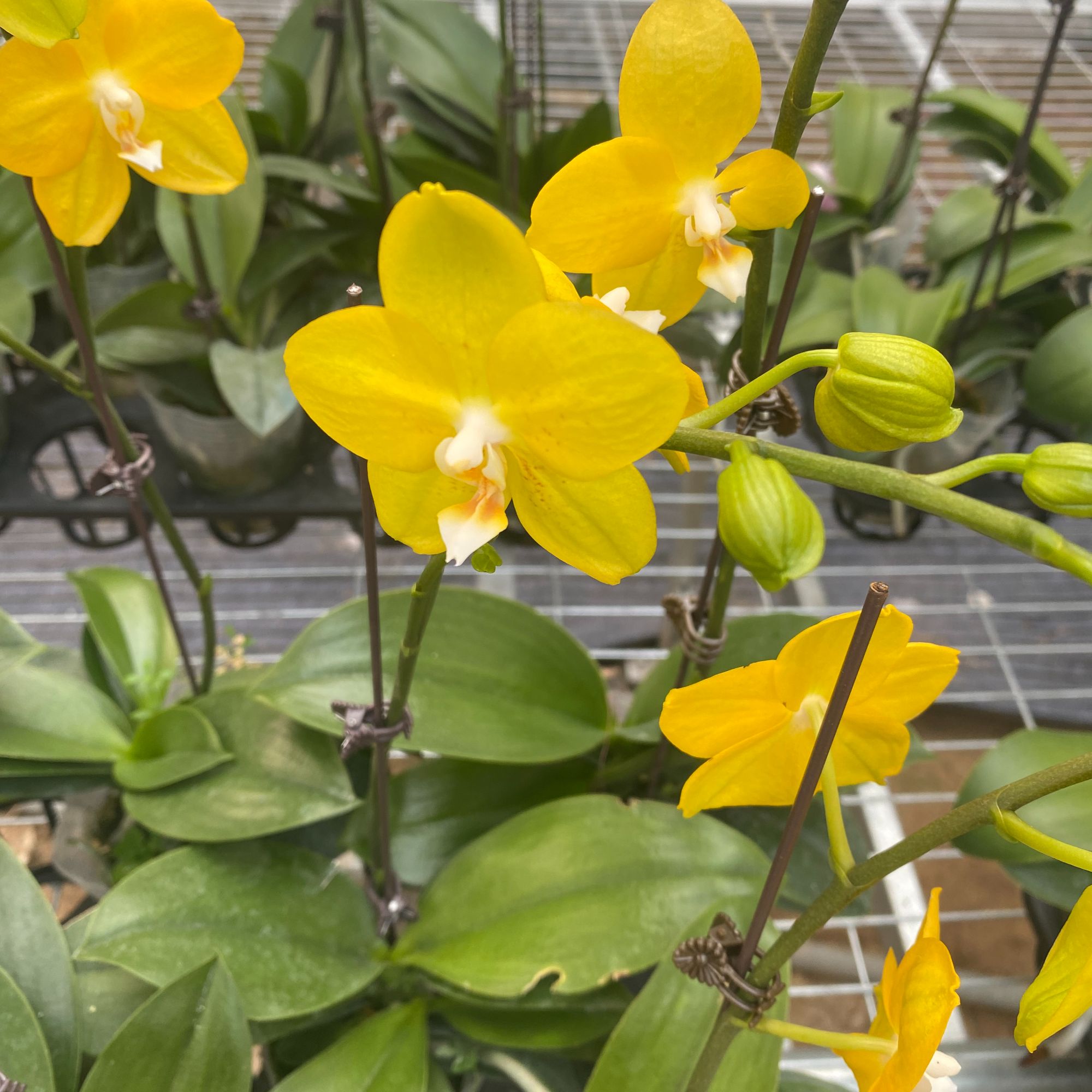 蝴蝶兰【吉祥如意】瑕疵 中小蜡质花 黄绿变色 带花发货 基地直发