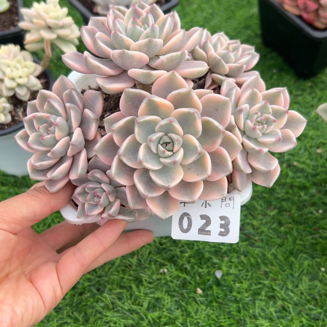 亲***023、还是喜欢喜欢喜欢吵架