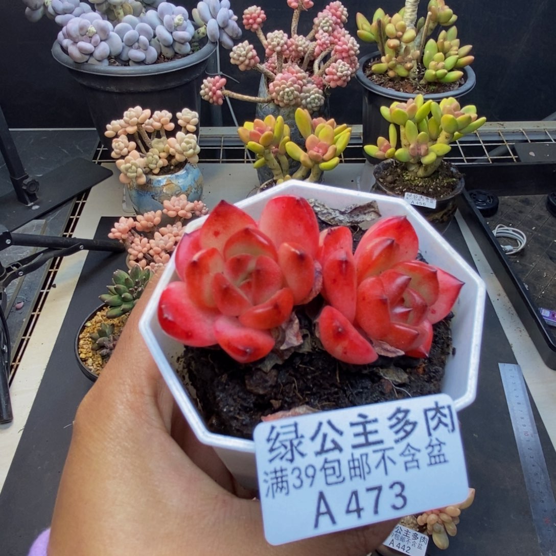 473TM多肉多肉5c m