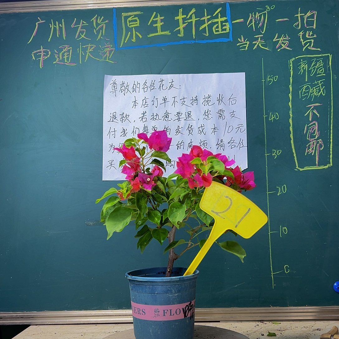 当前无花栽培后可以开花 暗斑大红 21