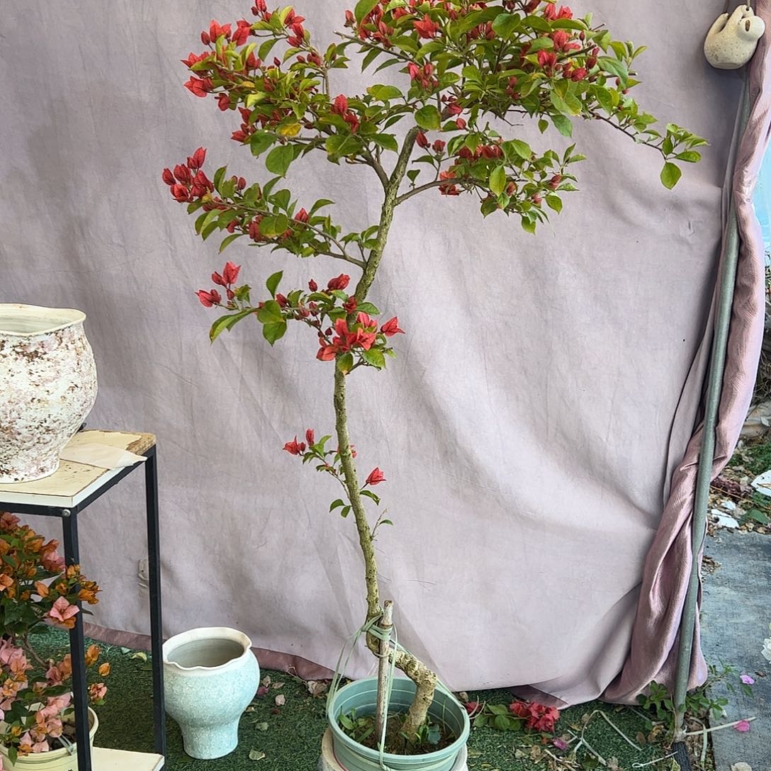 细***流大量花朵（建议范围：8朵-15朵 或40%以上）佩德罗