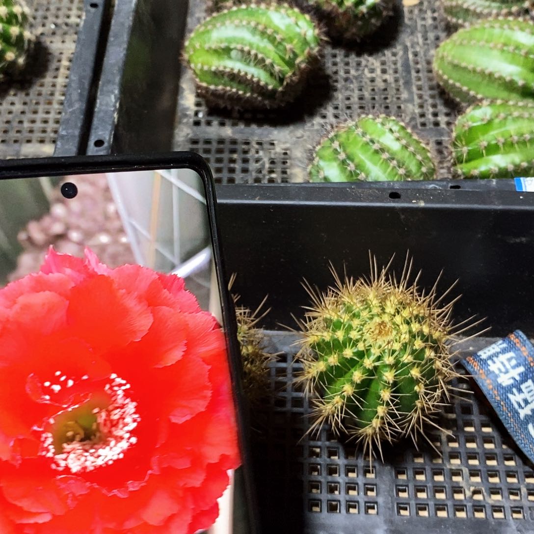 彩 CC176/侧芽歪20包邮/5公分