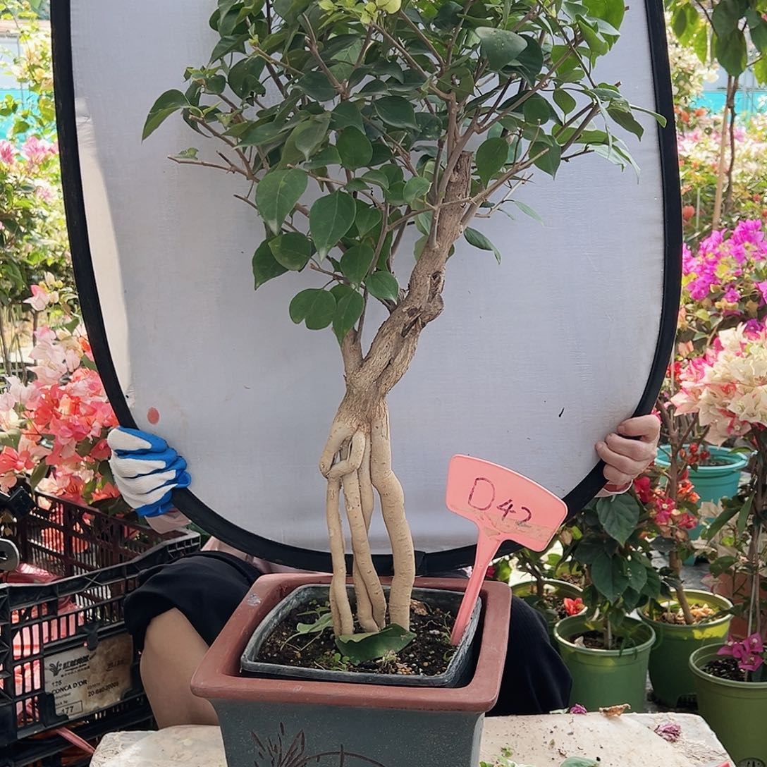 小***美大部分花苞少量开放D42绿樱