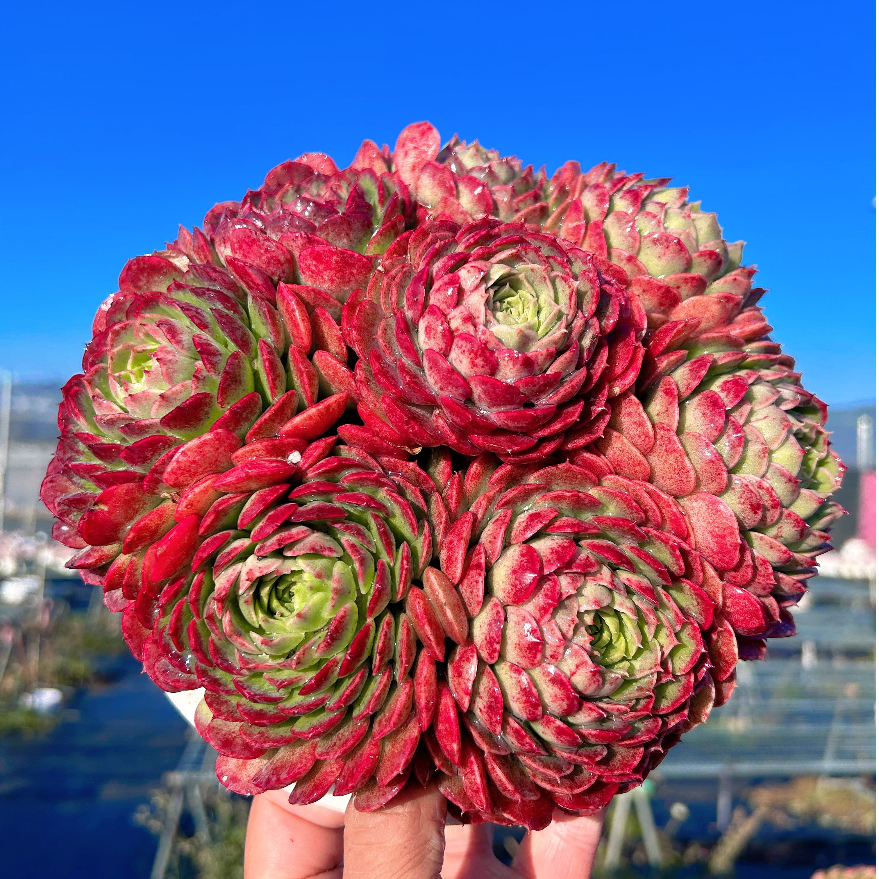 M西府海棠+罗马盆 多肉新手室内室外好养好活 耐旱云南基地发货