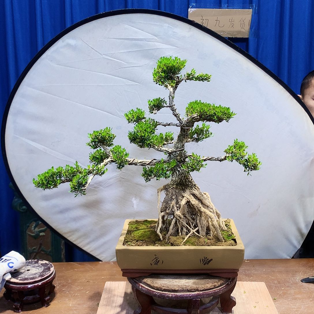 黄杨盆景一物一拍陈****5