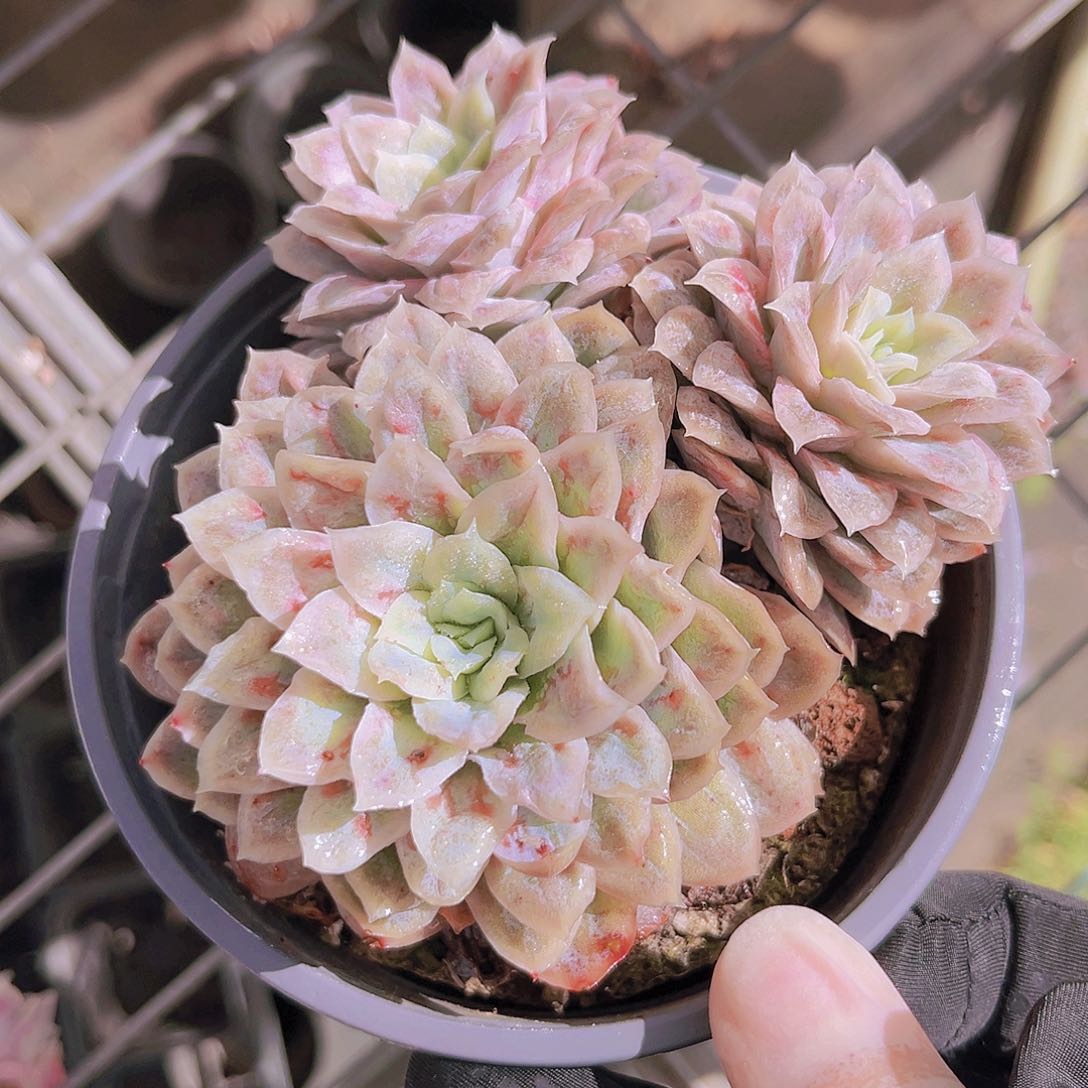 泡泡纱11公分99989999999