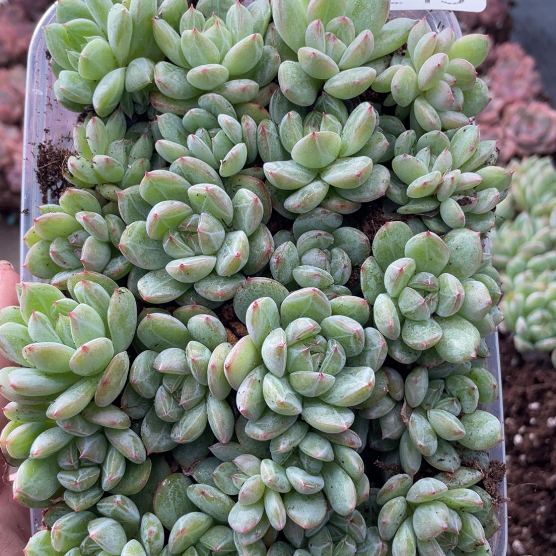 云糖心多肉植物243