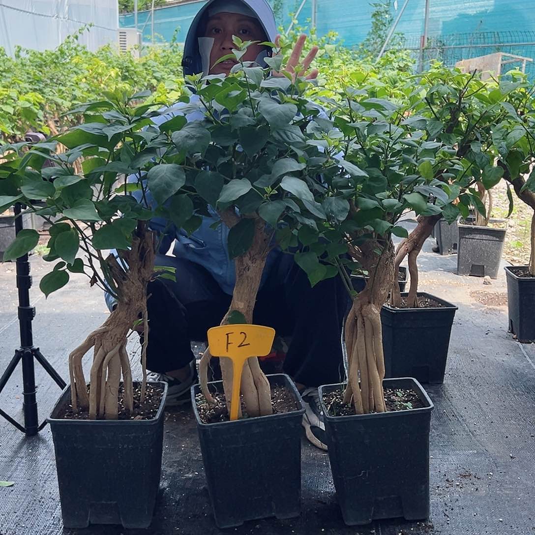 大部分开放少量花苞F2绿樱提根一棵