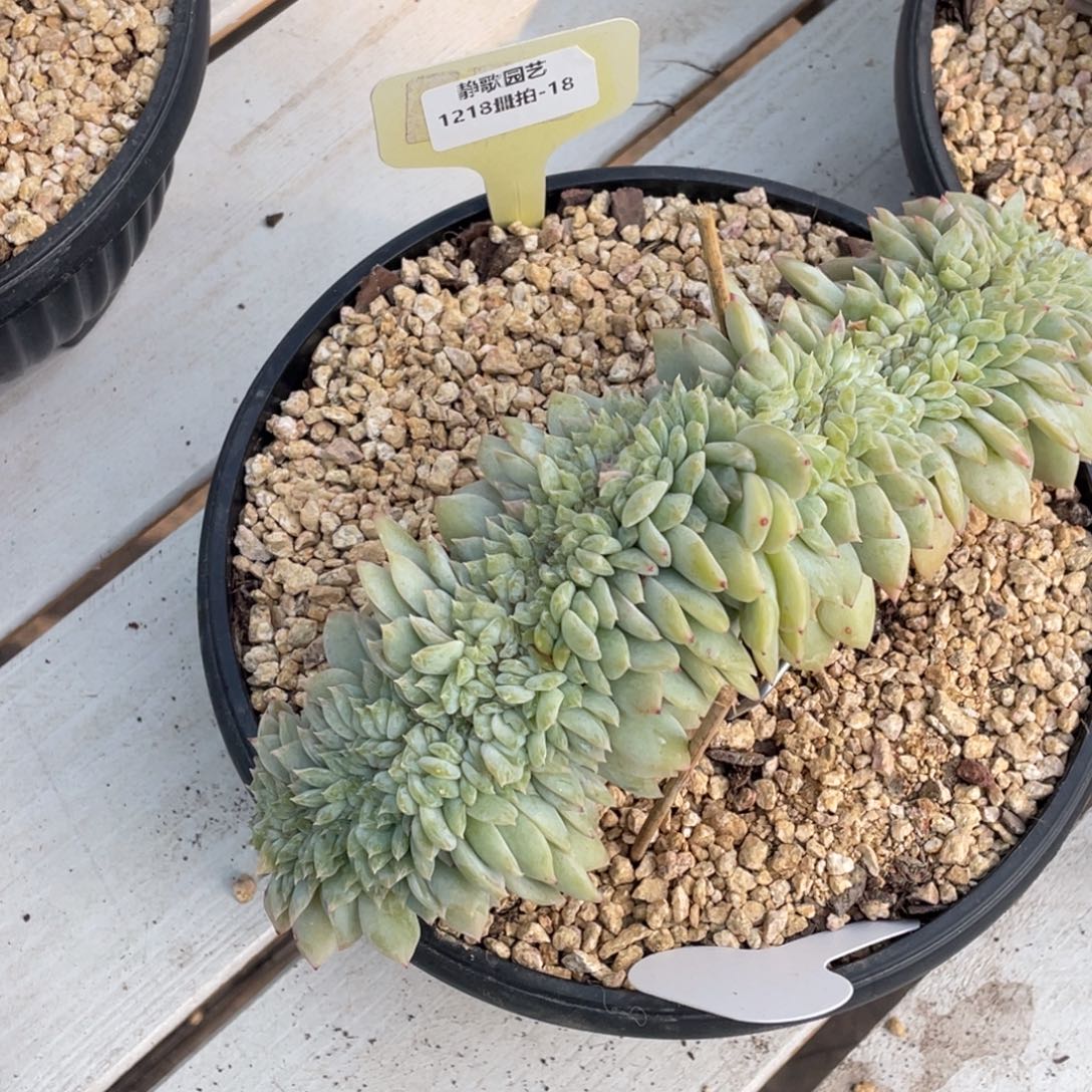 豆***哒1218-18-冰魄树板一颗