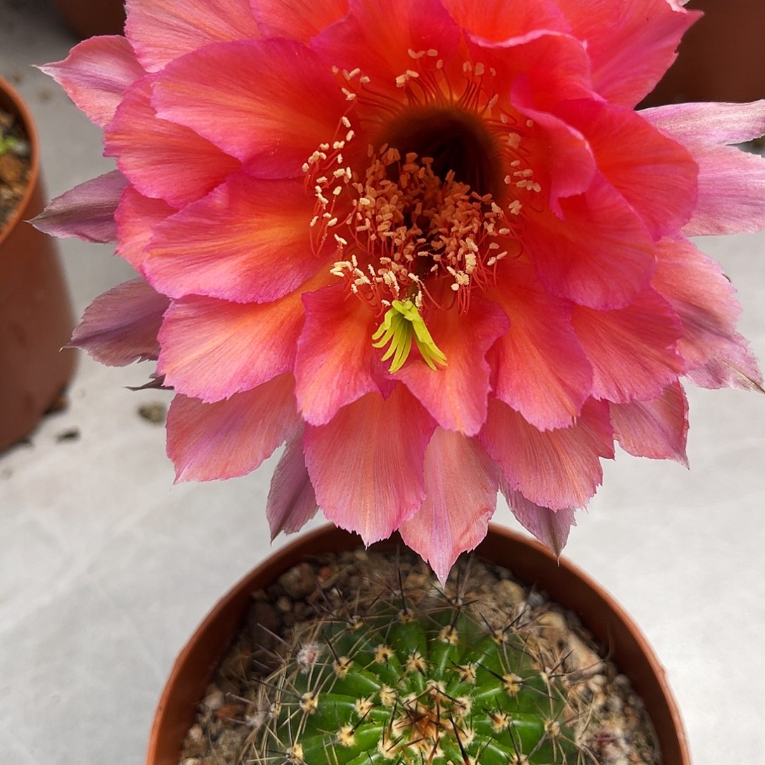 彩草108号5-5.5公分左右