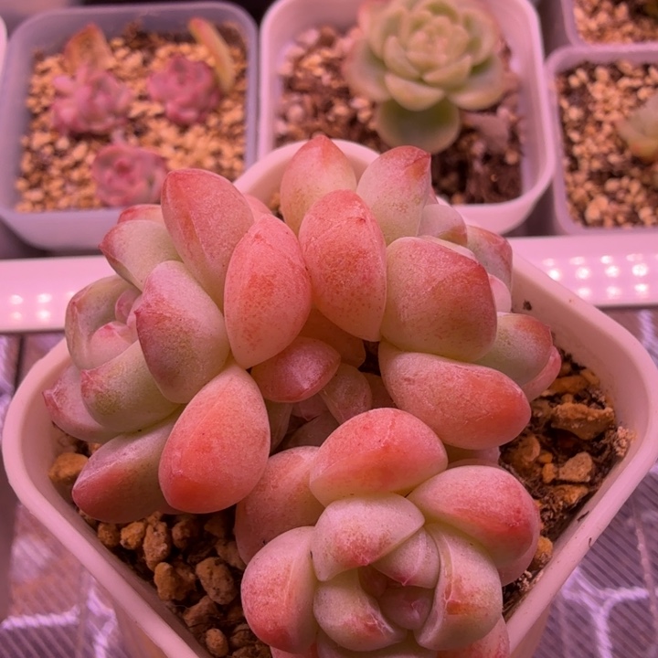 群生冰玉多肉植物一物一拍