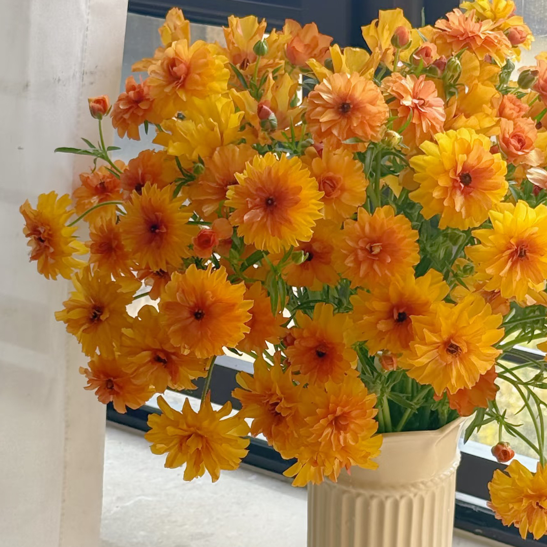 【橘子汽水蝴蝶洋牡丹】云南基地直发鲜花
