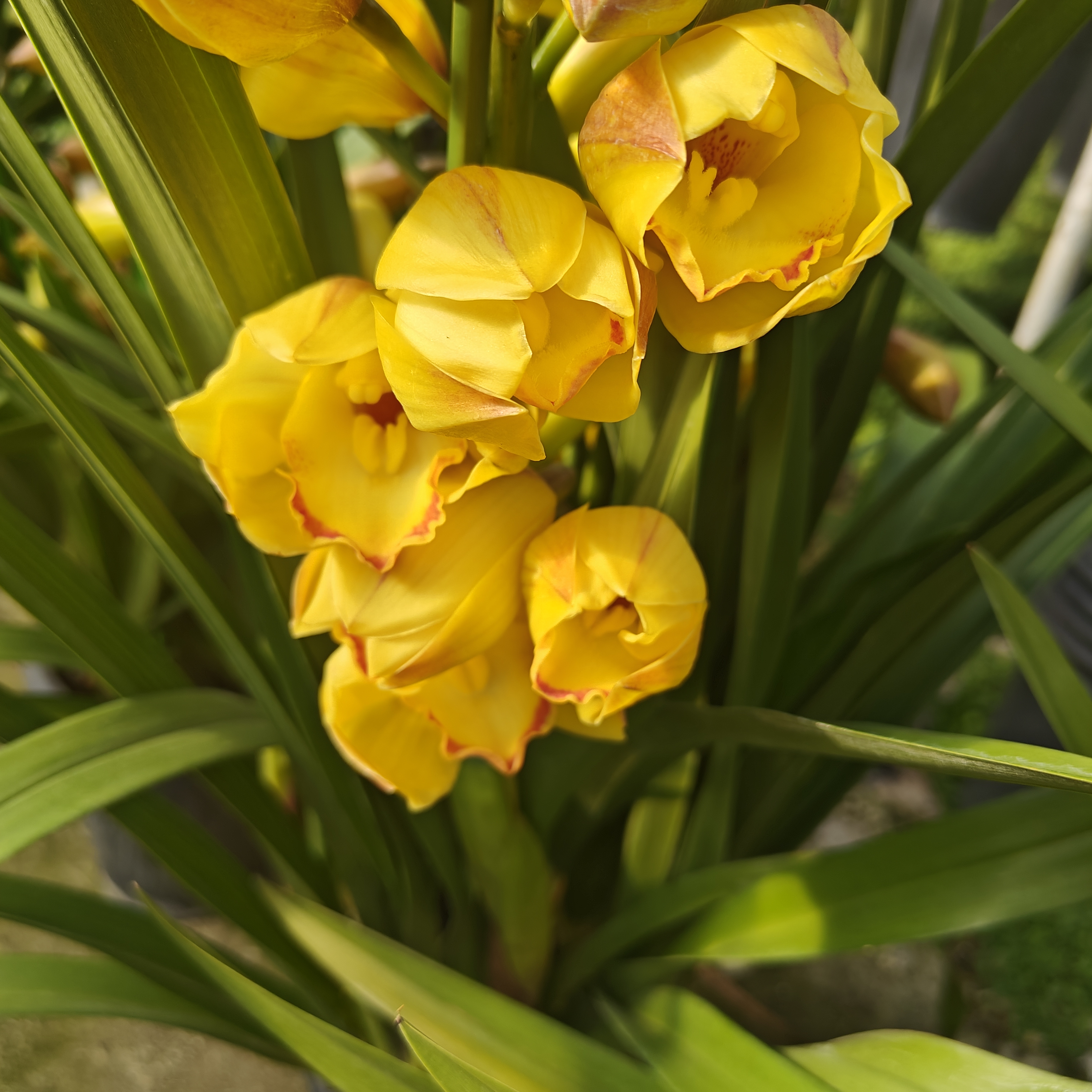 金光（大花蕙兰）基地直发完美主义勿拍