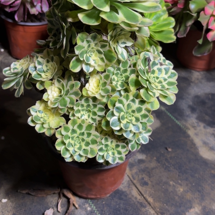 瑞妈，。。。。。116保时捷，