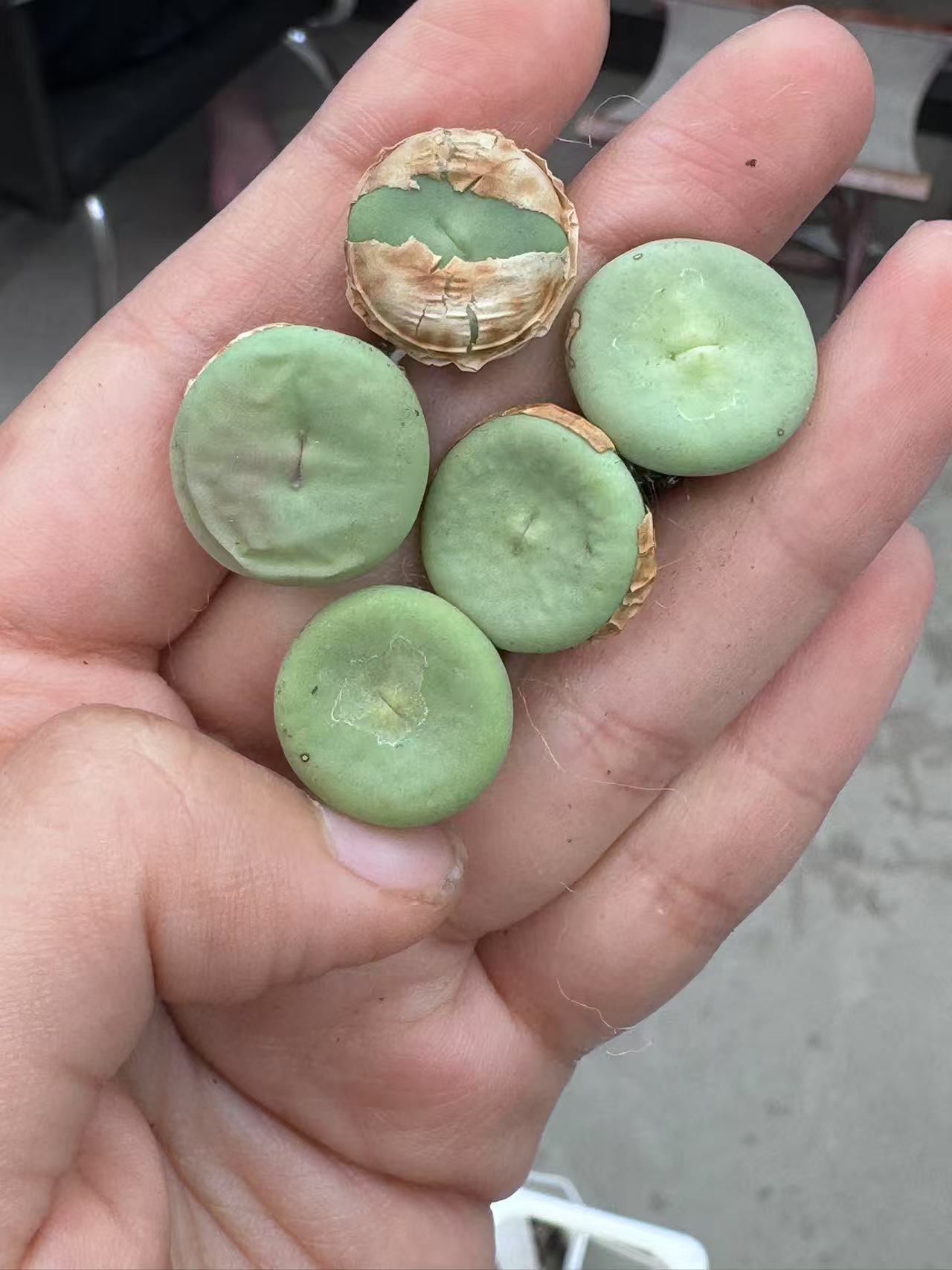 182多肉植物红嘴一颗