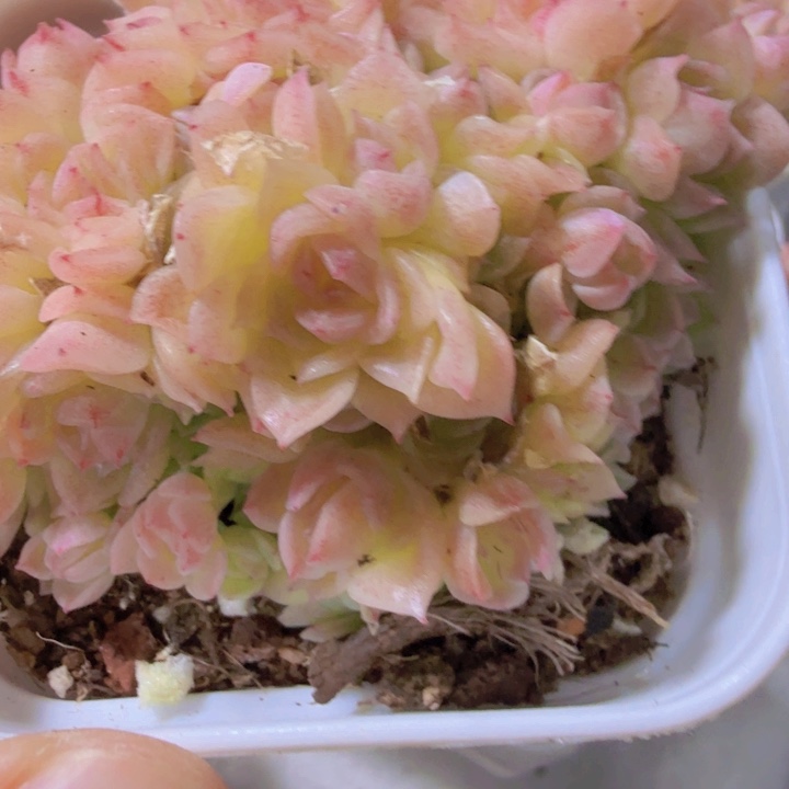 粉冰小脸麦秆一颗