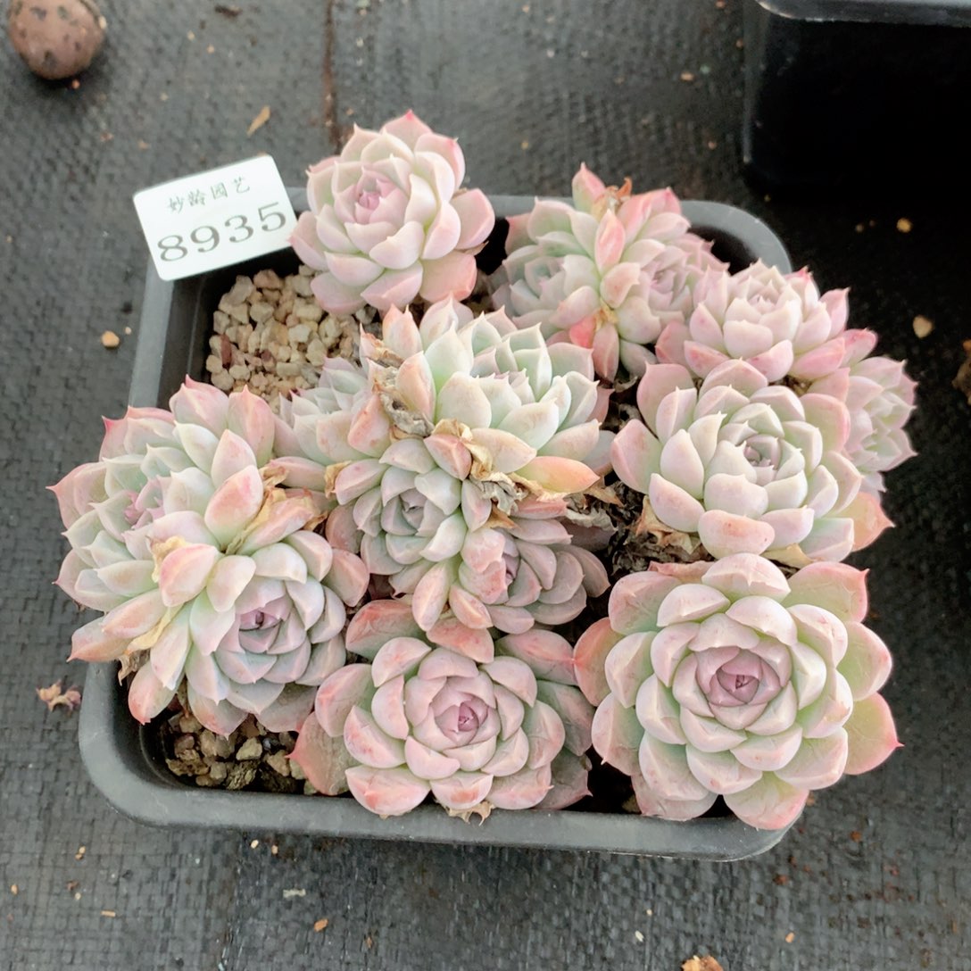 8935杂交多肉植物基地