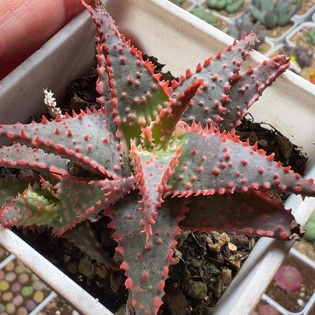 456多肉植物种类多样