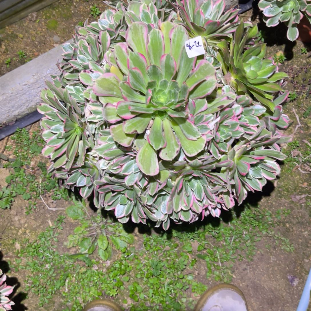 肉***肉12-22-40青丝法师锦