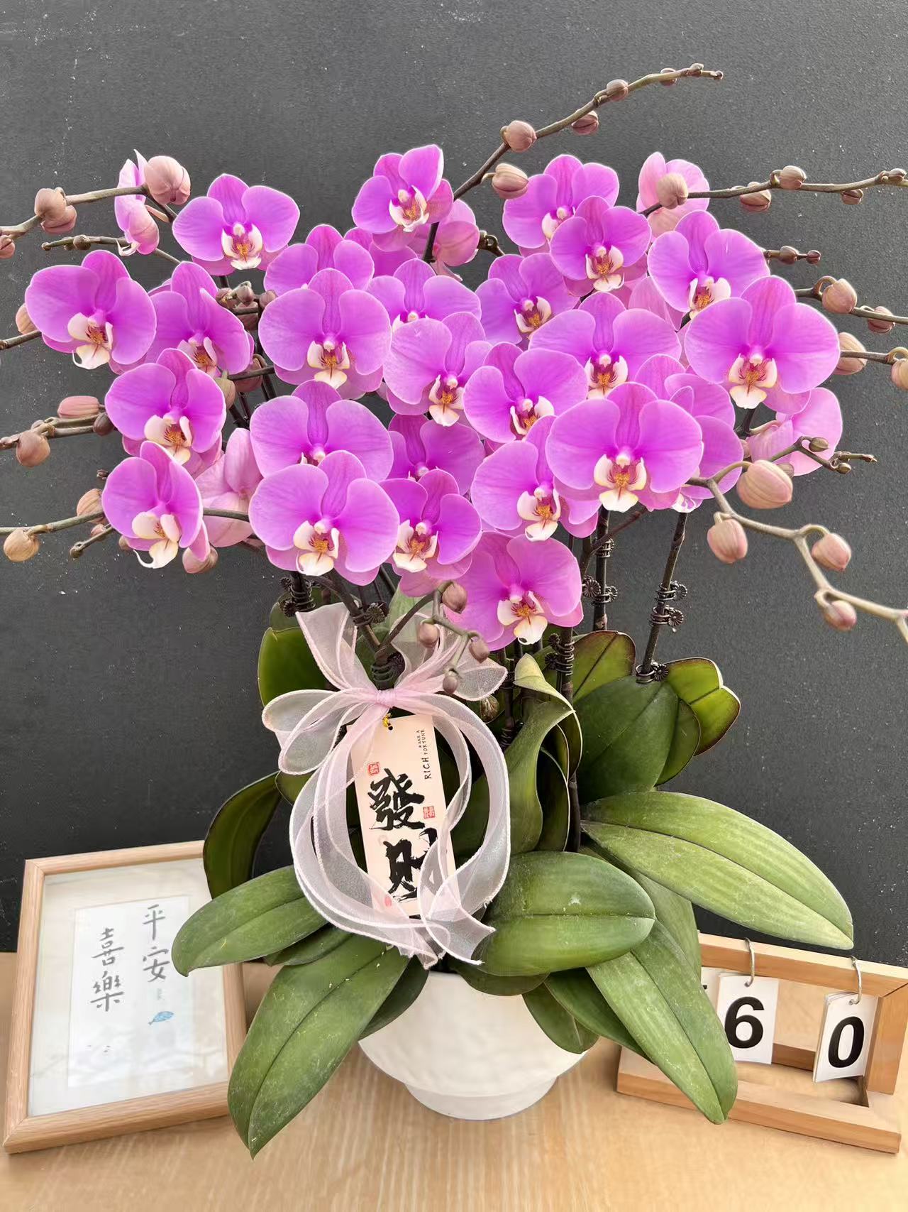 《安娜》蝴蝶兰艺术组盆鲜花摆设高端花卉