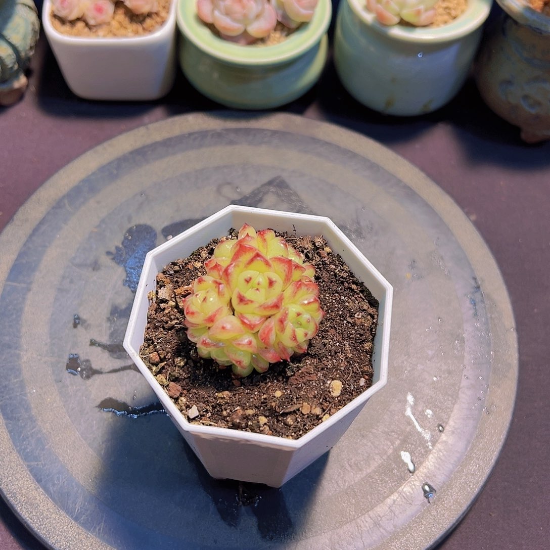 潇*妹宝石珍妮，多肉植物，