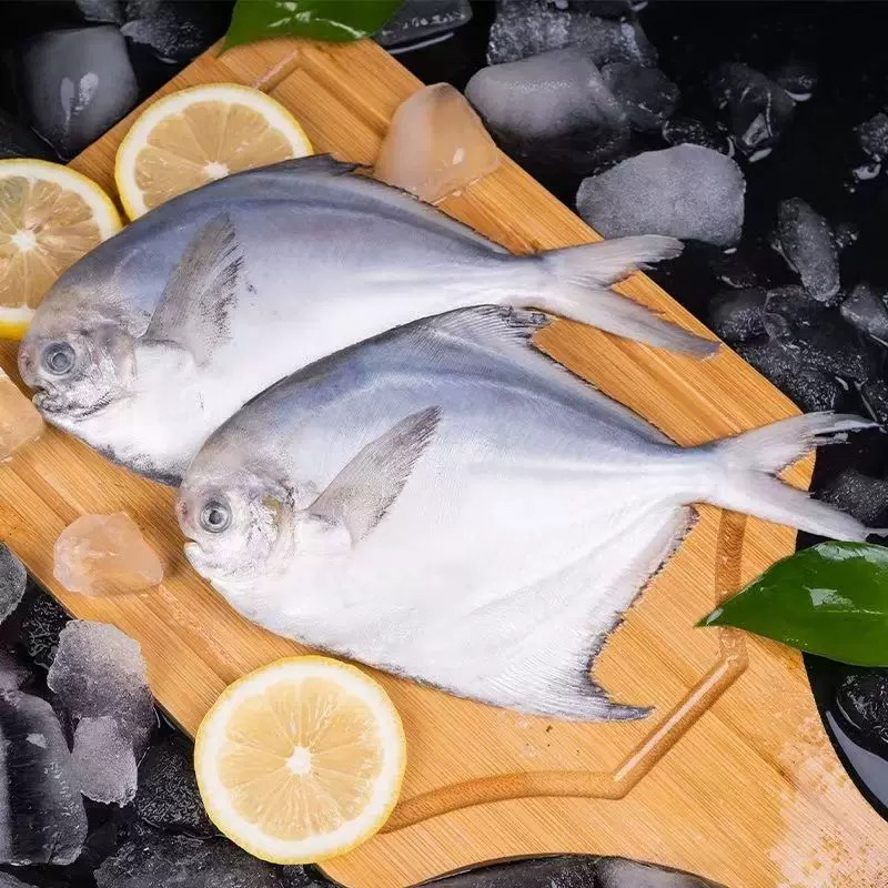 野生大号银鲳鱼1斤4条  平鱼白鲳鱼鲳鳊鱼晶鱼东