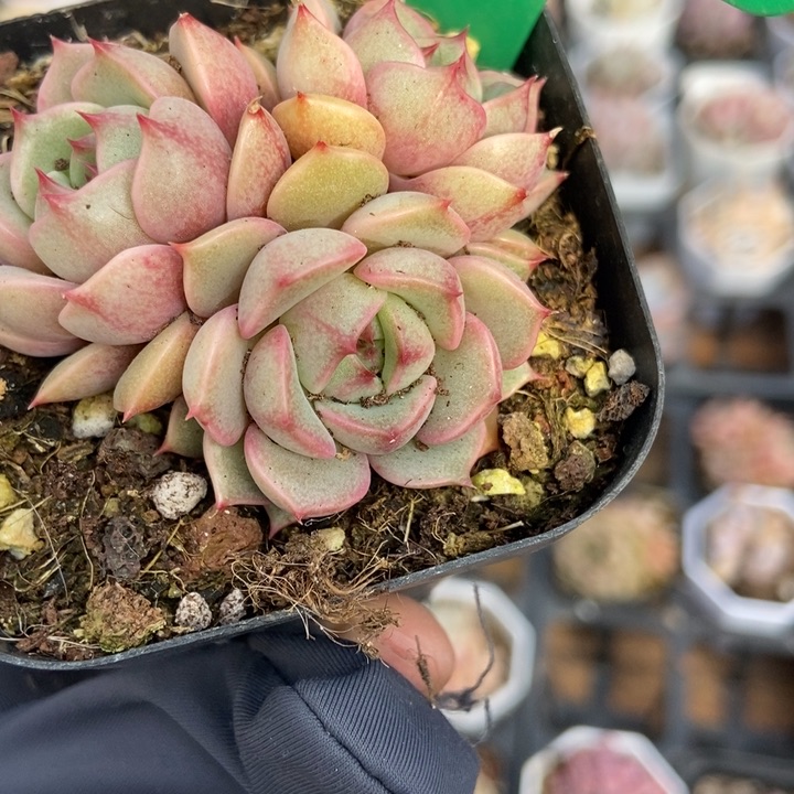 822笨吧多肉植物保护