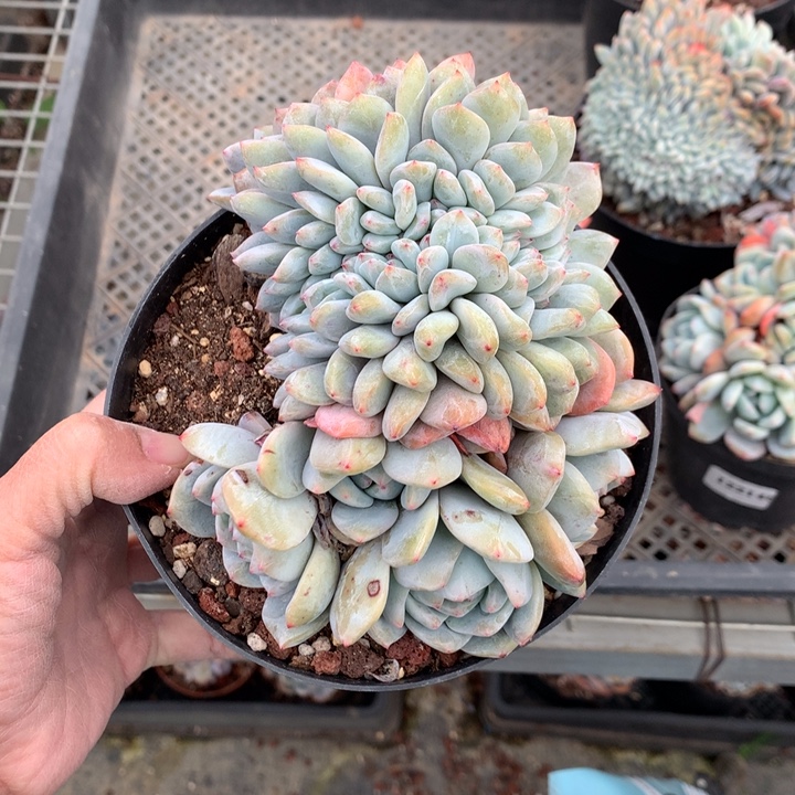 ****▍122358缀嗯嗯嗯嗯嗯好