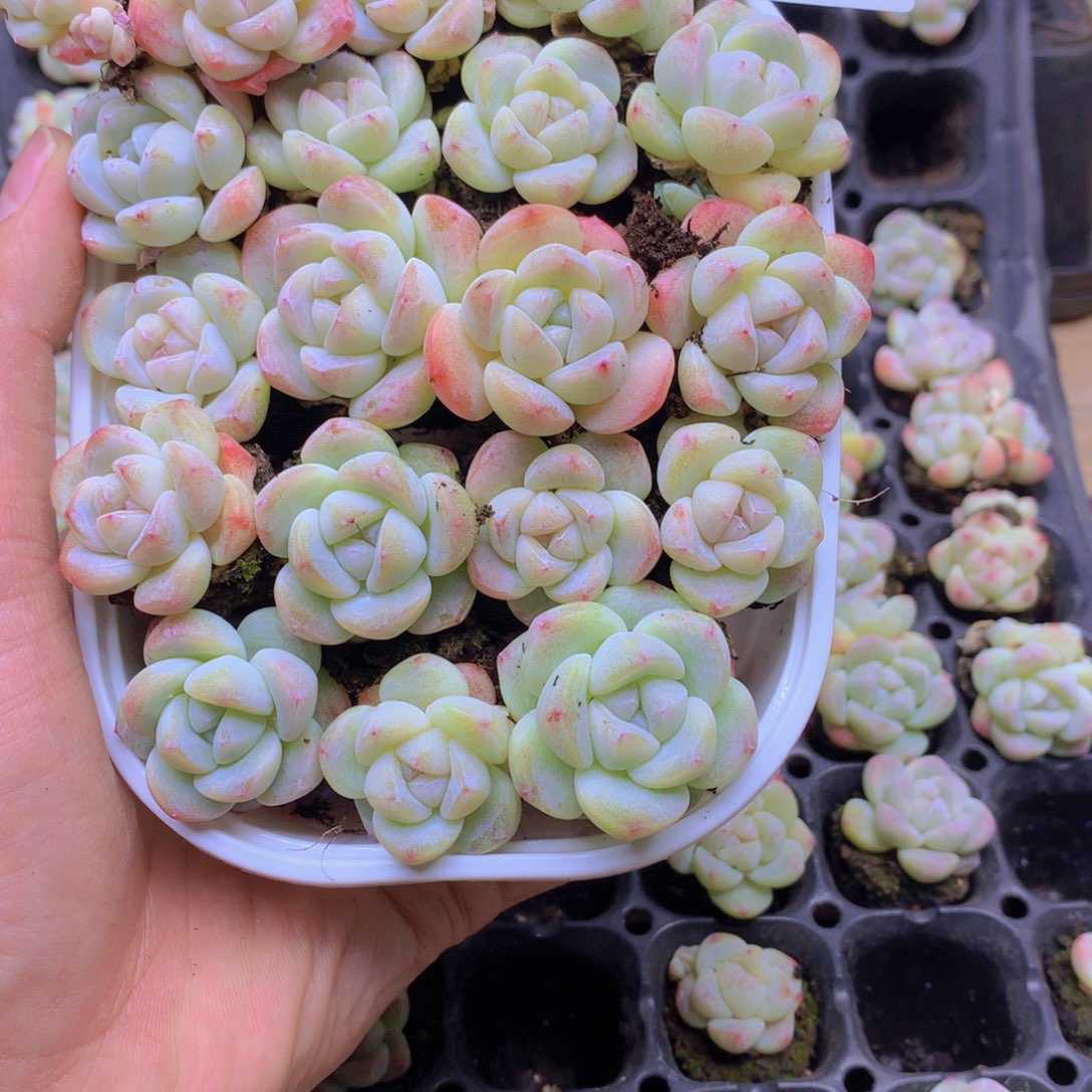 *****我要去看你了啊我055