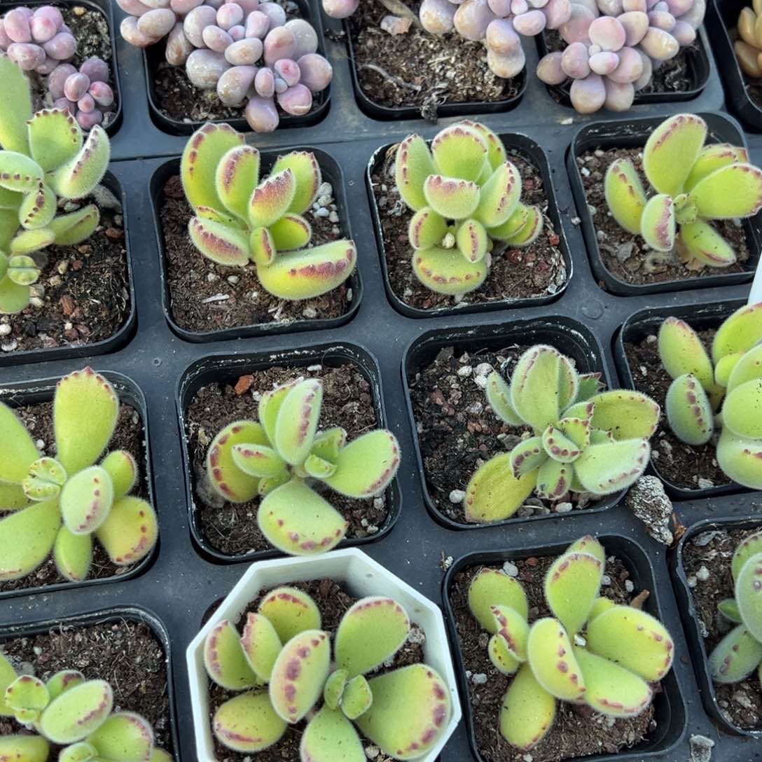 绿熊一颗量拍多肉满9.9元包邮