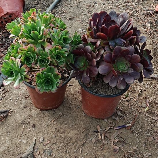 两颗法师加急发货8